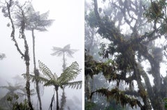 Bosque Alto Andino Vélez and Andino II. Diptych