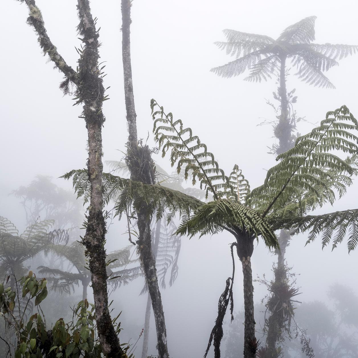Bosque Alto Andino Vélez. Impression pigmentaire - Gris Landscape Photograph par Miguel Winograd 