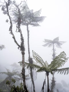 Bosque Alto Andino Vélez. Pigment Print