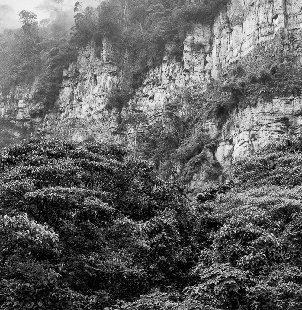 Bosque de niebla Chicaque, Pigment Prints - Naturalistic Photograph by Miguel Winograd 