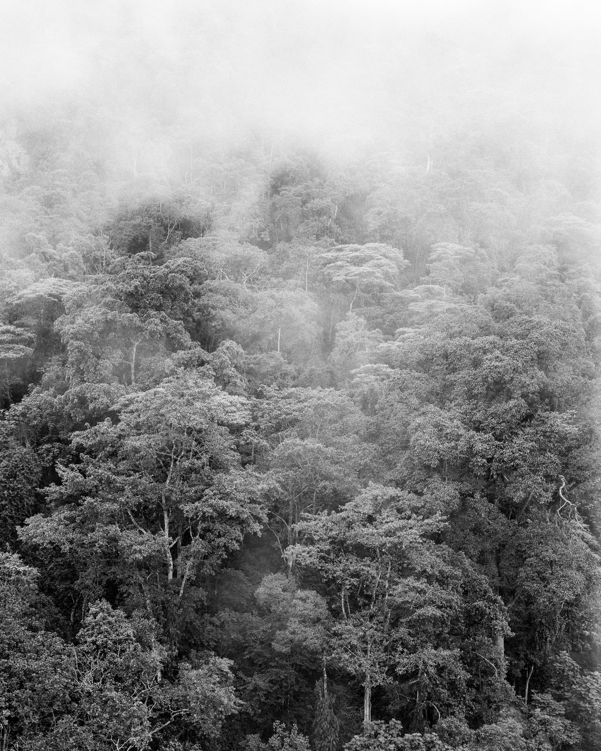 Bosque de niebla Chicaque. Sublimation auf Textil