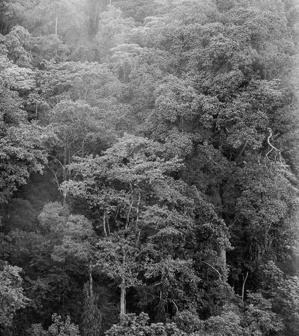 Bosque de niebla II Chicaque, Pigment Prints - Gray Black and White Photograph by Miguel Winograd 