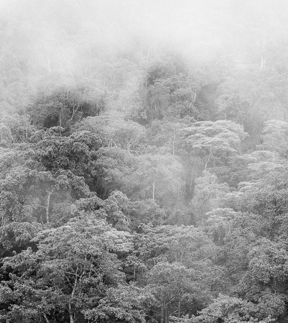 Bosque de niebla II Chicaque, Silver Gelatin Print - Photograph by Miguel Winograd 