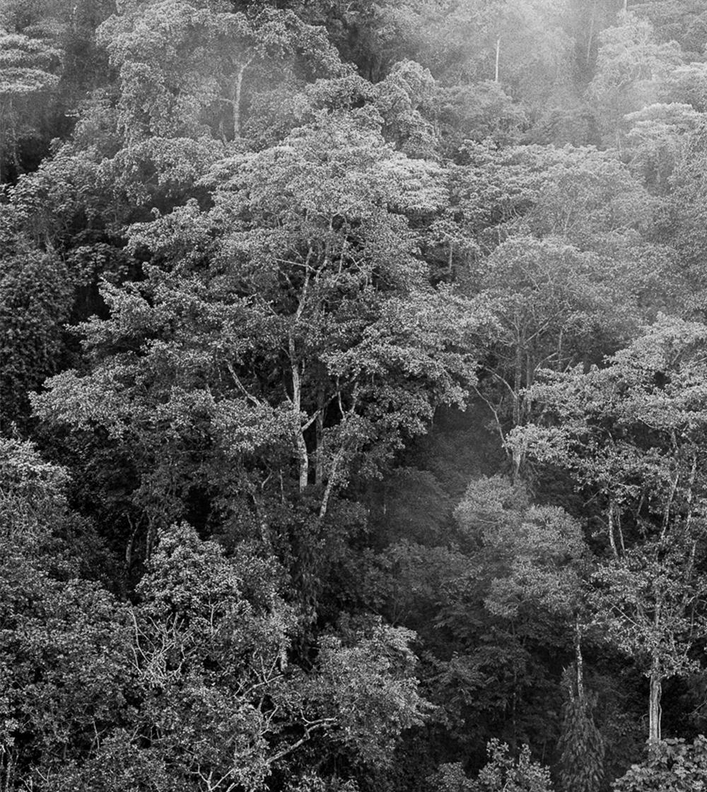 Bosque de niebla II Chicaque, Silver Gelatin Print - Naturalistic Photograph by Miguel Winograd 