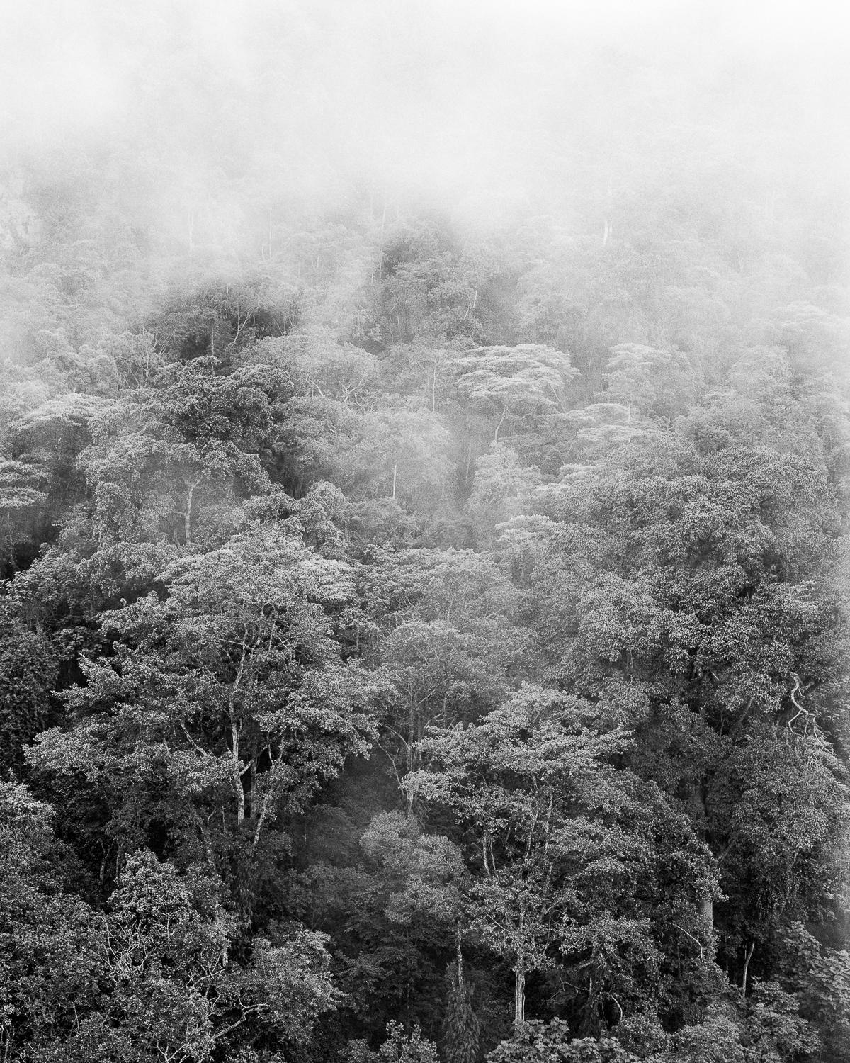 Miguel Winograd  Landscape Photograph - Bosque de niebla II Chicaque, Silver Gelatin Print