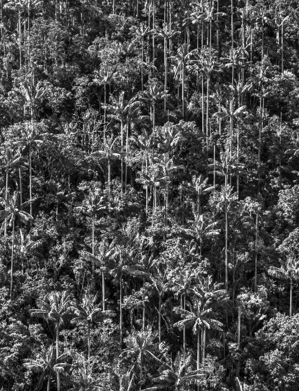 Bosque de Palmas, Toche. Pigmentdruck – Photograph von Miguel Winograd 