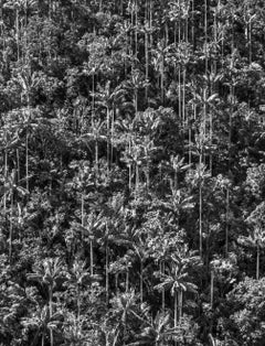 Bosque de Palmas, Toche. Pigmentdruck
