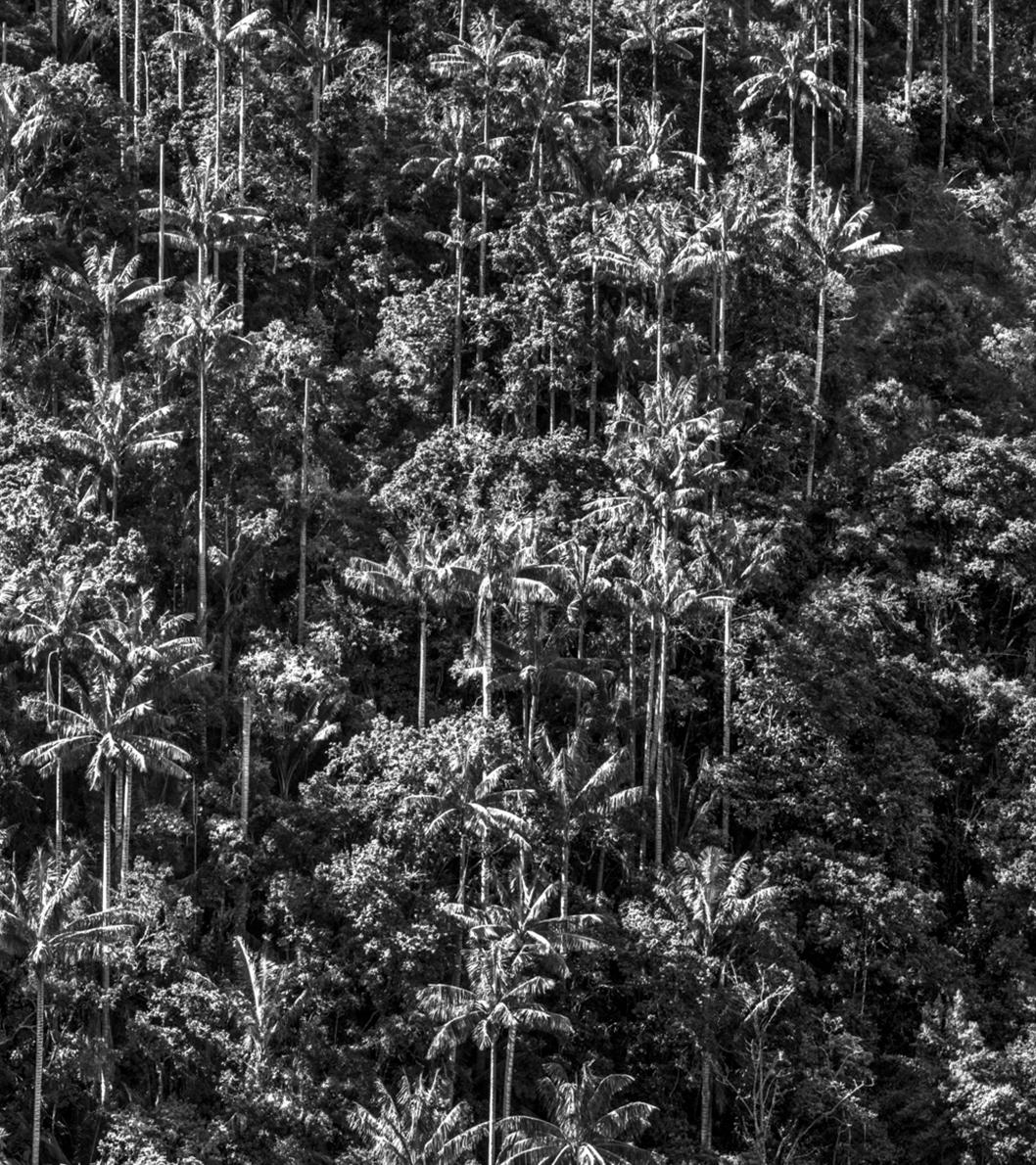 Bosque de Palmas, Toche. Pigmentdruck (Naturalismus), Photograph, von Miguel Winograd 