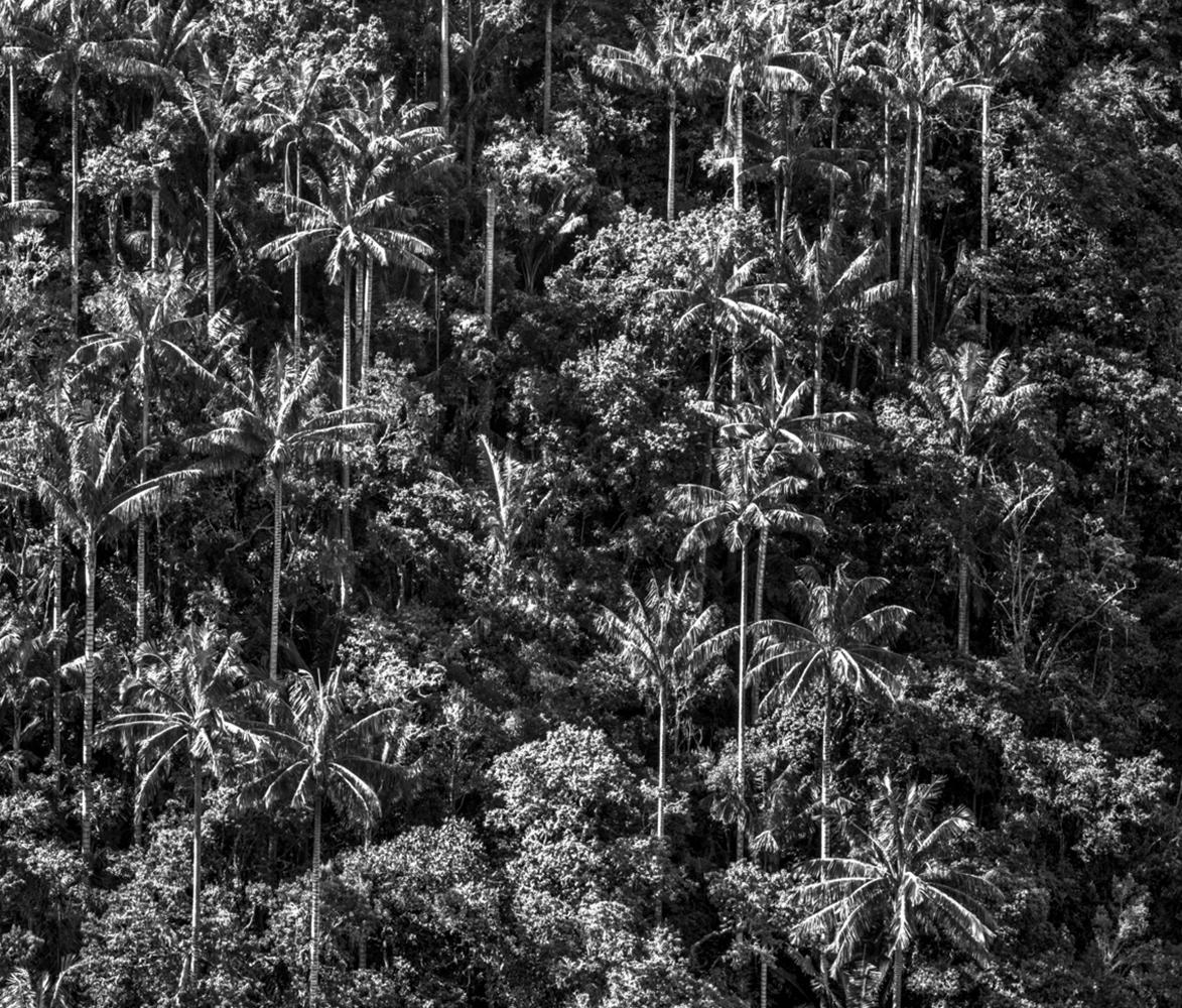 Bosque de Palmas, Toche. Pigmentdruck (Schwarz), Landscape Photograph, von Miguel Winograd 