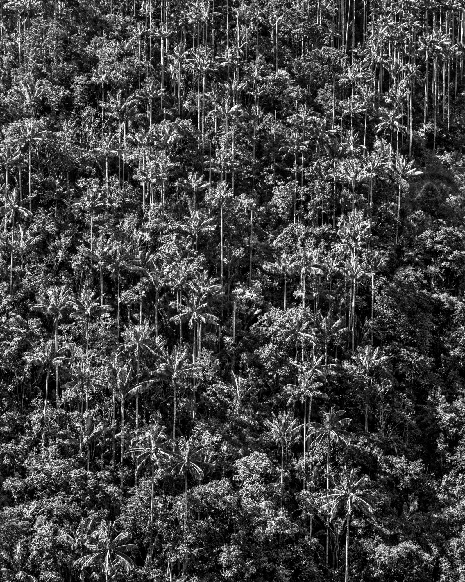 Miguel Winograd  Landscape Photograph – Bosque de Palmas, Toche. Pigmentdruck