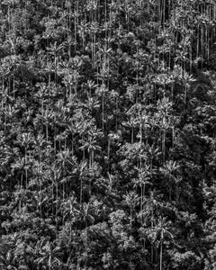 Bosque de Palmas, Toche, Silver Gelatin Print