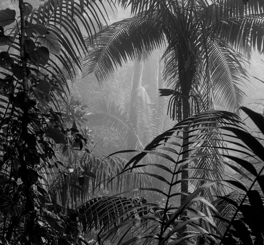 Bosque Húmedo Tropical II Nuqui, From the Series Bosques. B&W Photography For Sale 1