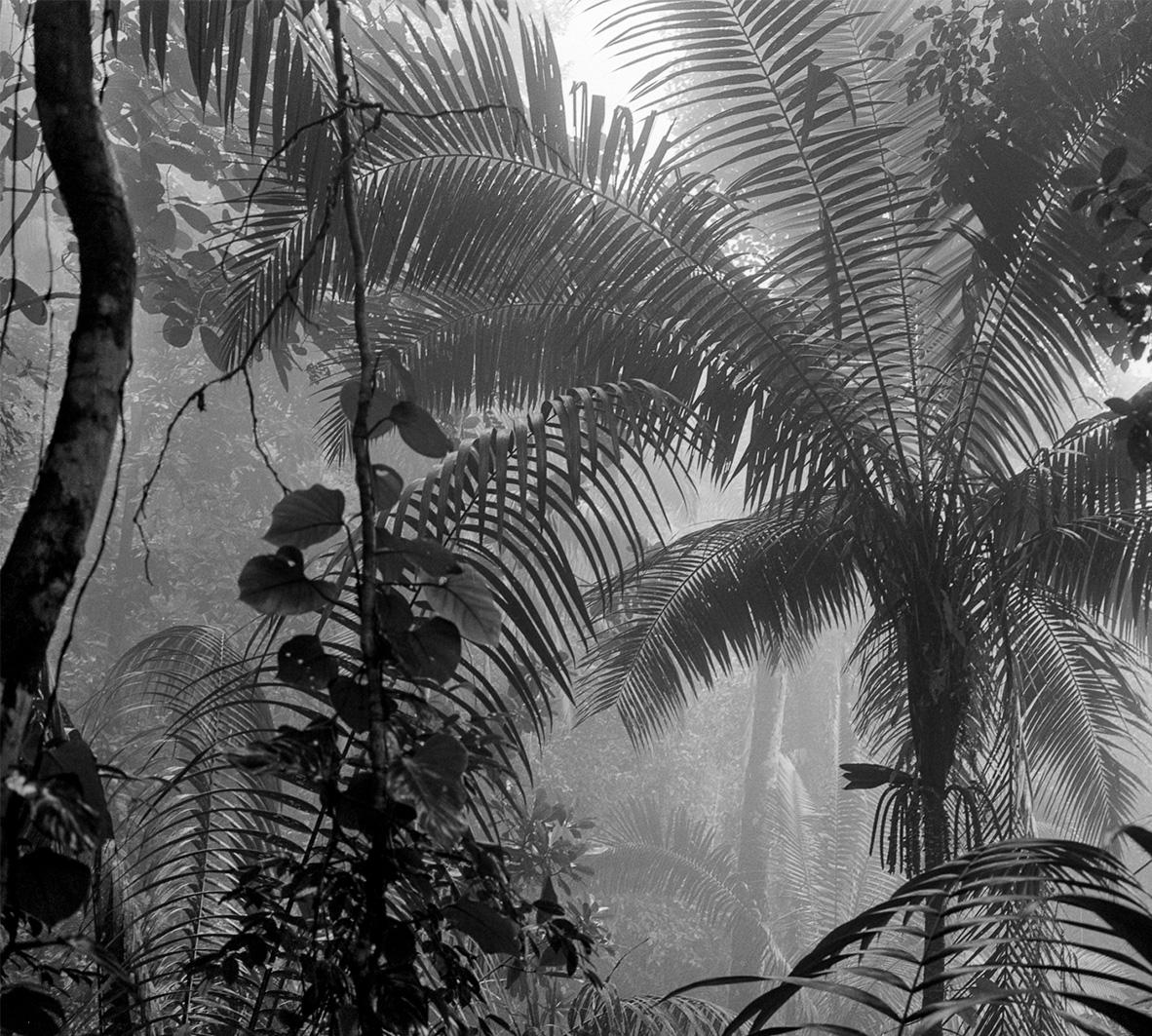 Bosque Húmedo Tropical II Nuqui, From the Series Bosques. B&W Photography For Sale 2