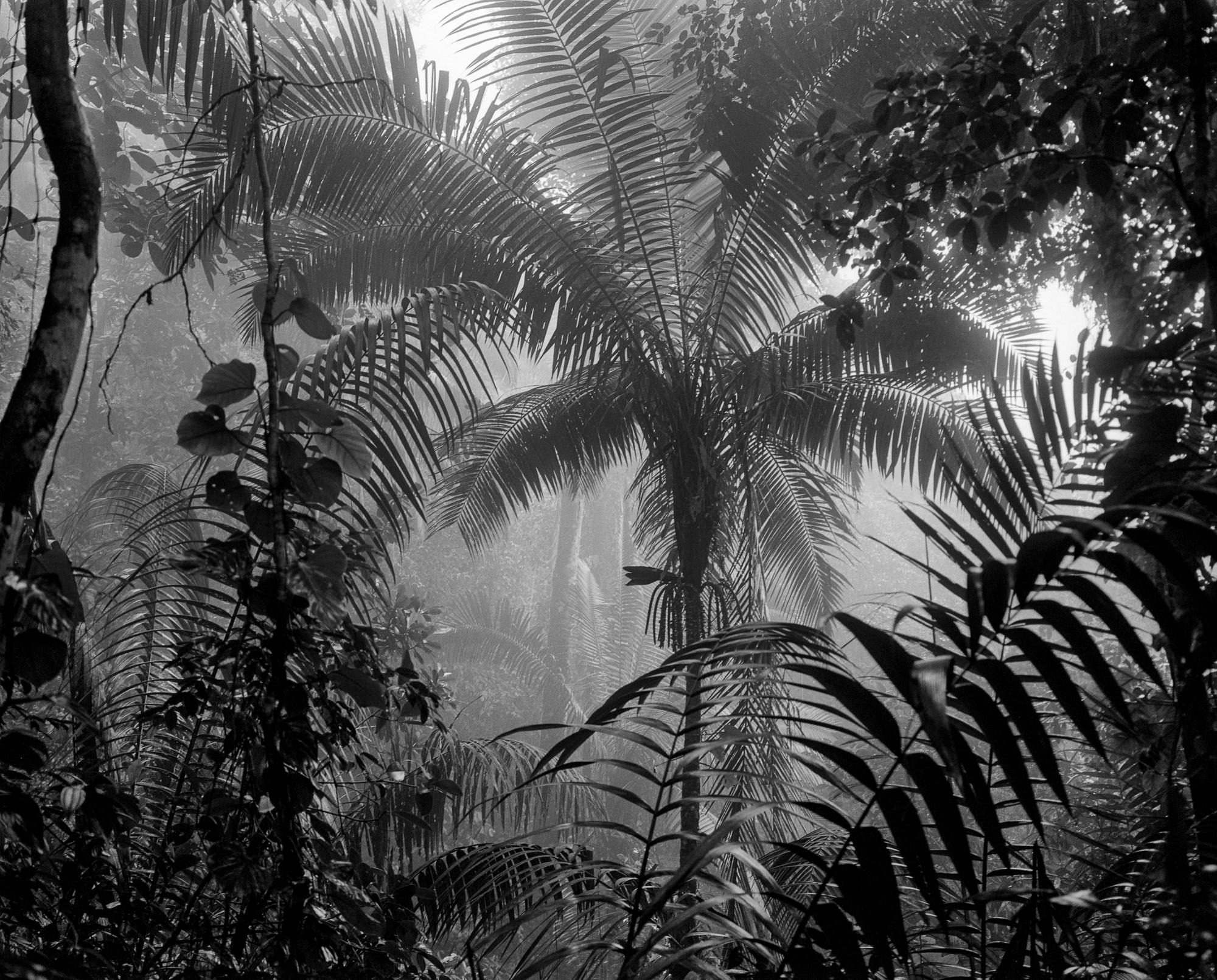 Miguel Winograd  Landscape Photograph - Bosque Húmedo Tropical II Nuqui, From the Series Bosques. B&W Photography