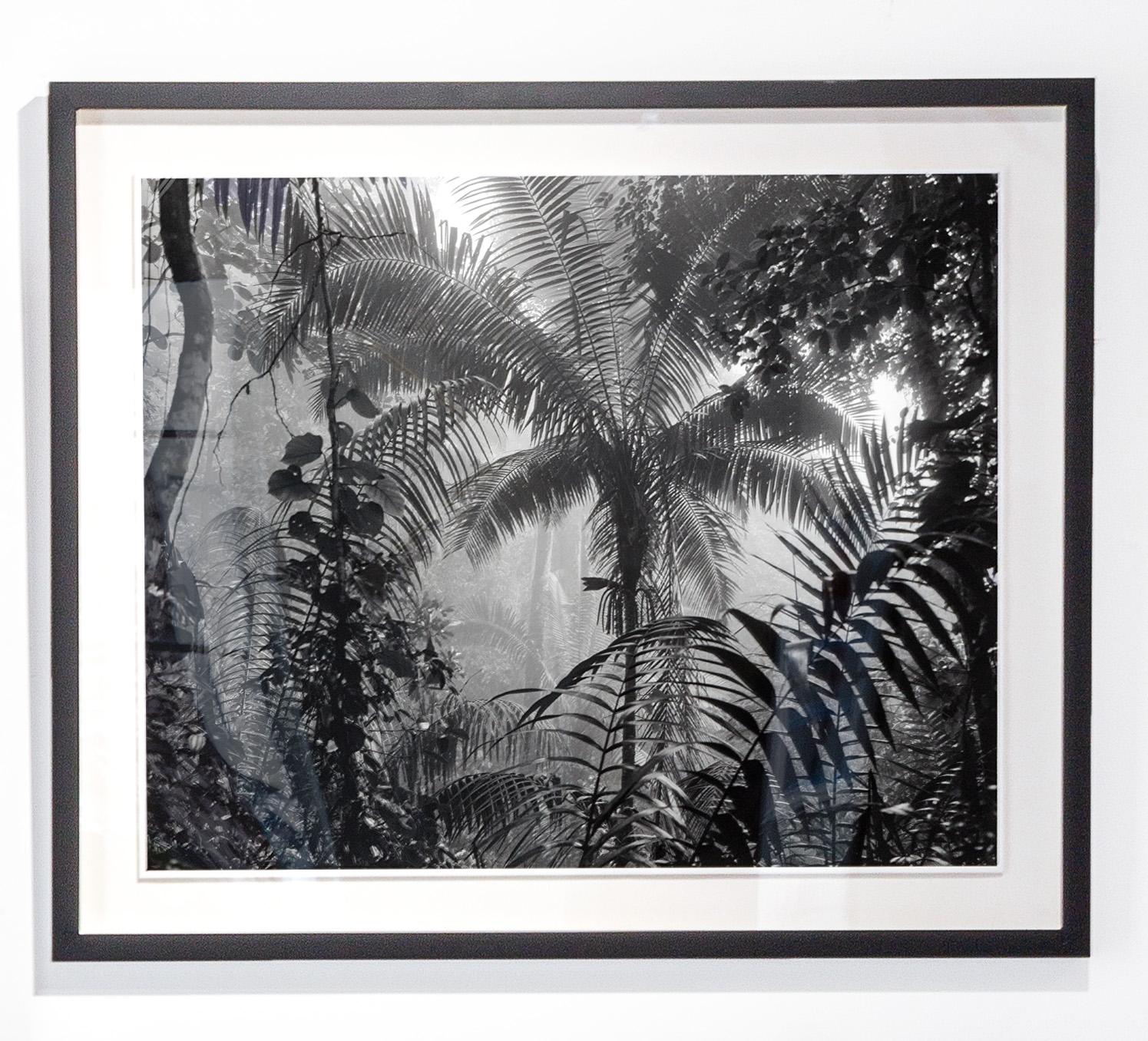 Landscape Photograph Miguel Winograd  - Bosque Húmedo Tropical II Nuqui, de la série Bosques. I. A B.
