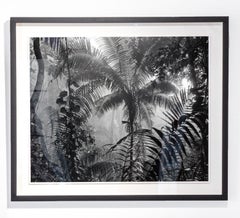 Bosque Húmedo Tropical II Nuqui, From the Series Bosques. B&W Photography