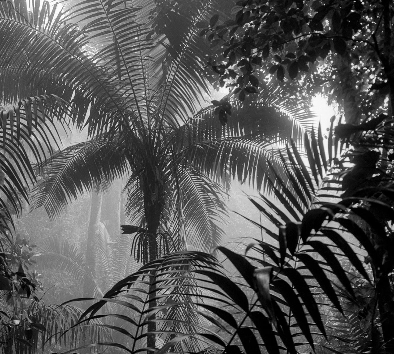 Bosque Húmedo Tropical II Nuquí, Silver Gelatin Print - Naturalistic Photograph by Miguel Winograd 
