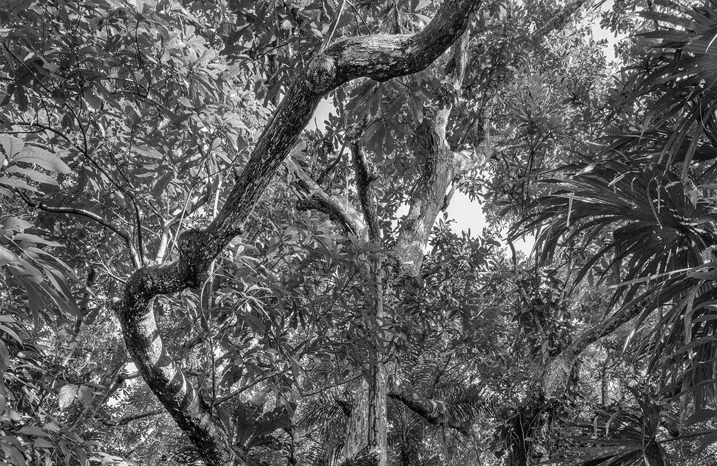 Bosque Seco Tropical II Montes de María. Sublimación sobre textil - Photograph de Miguel Winograd 