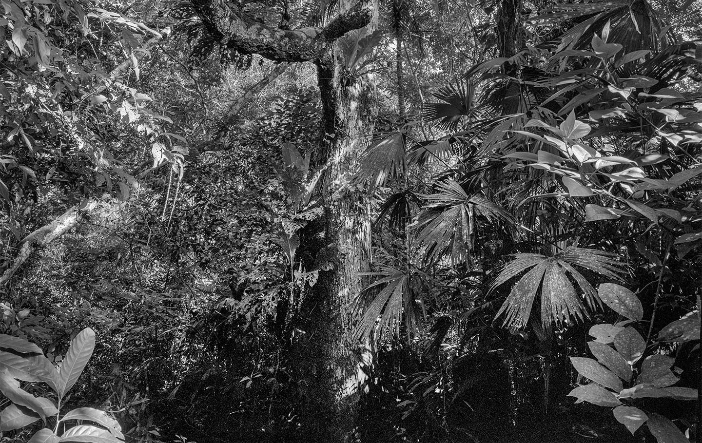 Bosque Seco Tropical II Montes de María. Sublimación sobre textil - Photograph Naturalista de Miguel Winograd 