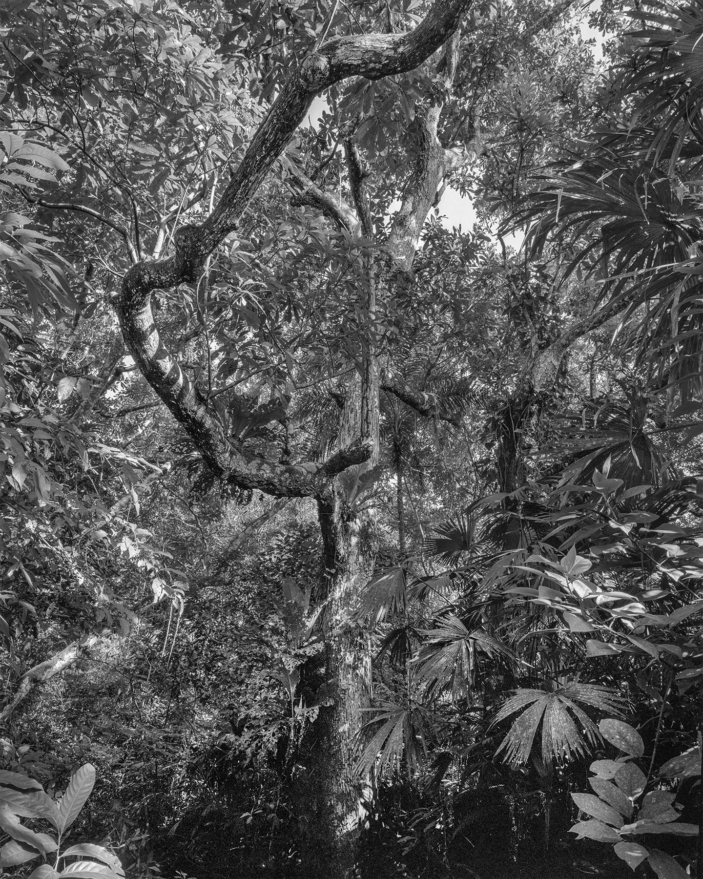 Landscape Photograph de Miguel Winograd  - Bosque Seco Tropical II Montes de María. Sublimación sobre textil