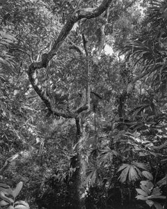 Bosque Seco Tropical II Montes de María. Sublimation on textile