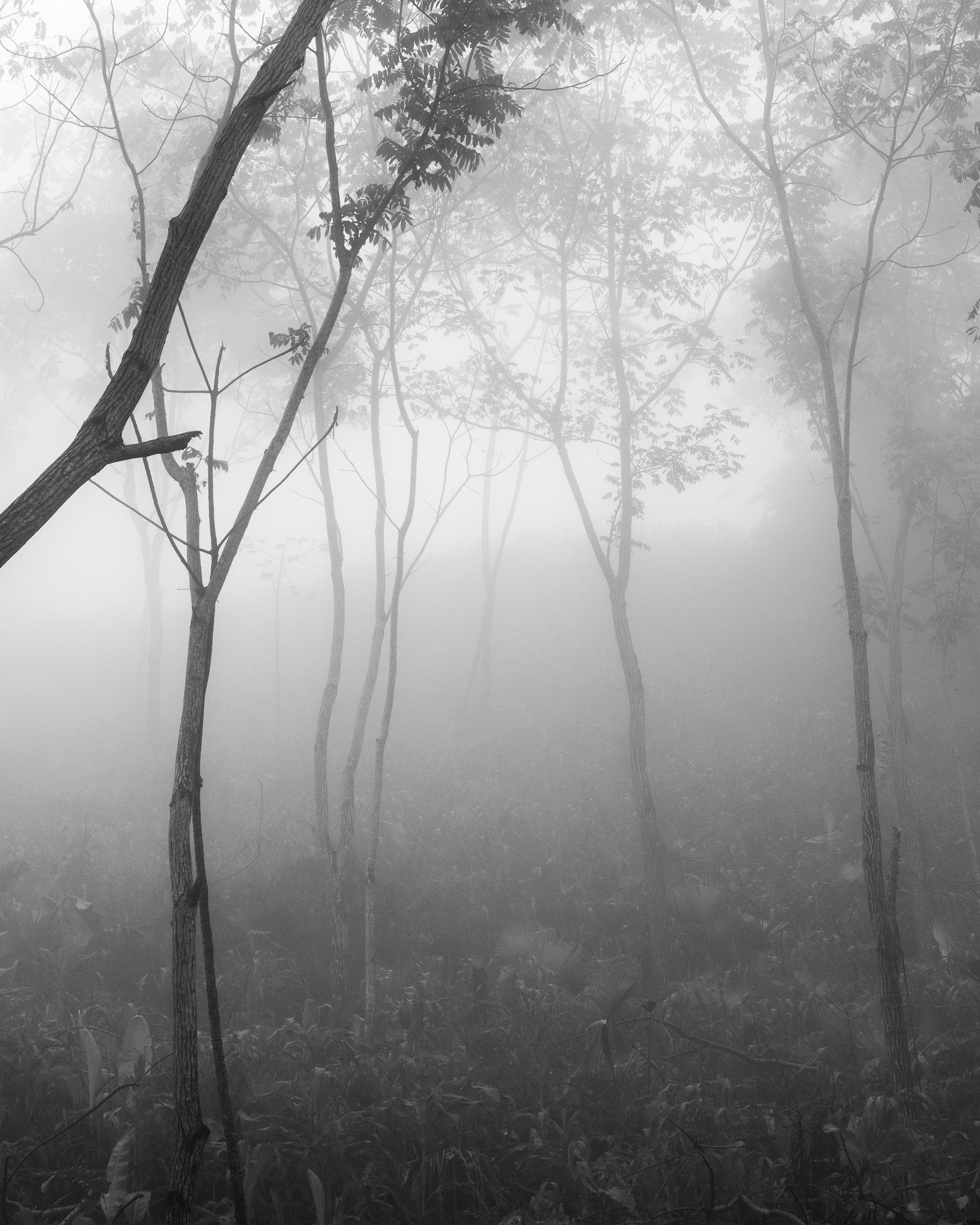 Bosque Seco Tropical III Montes de María. Sublimación sobre textil
