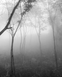 Bosque Seco Tropical III Montes de María. Sublimation on textile
