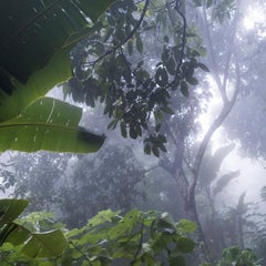 Bosque Seco Tropical Montes de María. Pigment Print