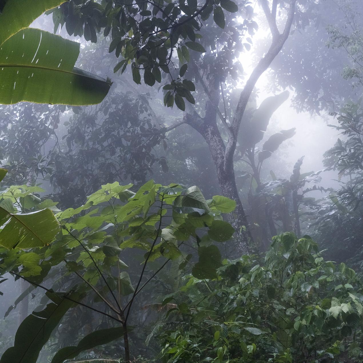 Bosque Seco Tropical Montes de María. Pigment Print - Naturalistic Photograph by Miguel Winograd 