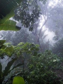 Bosque Seco Tropical Montes de María. Impression pigmentaire