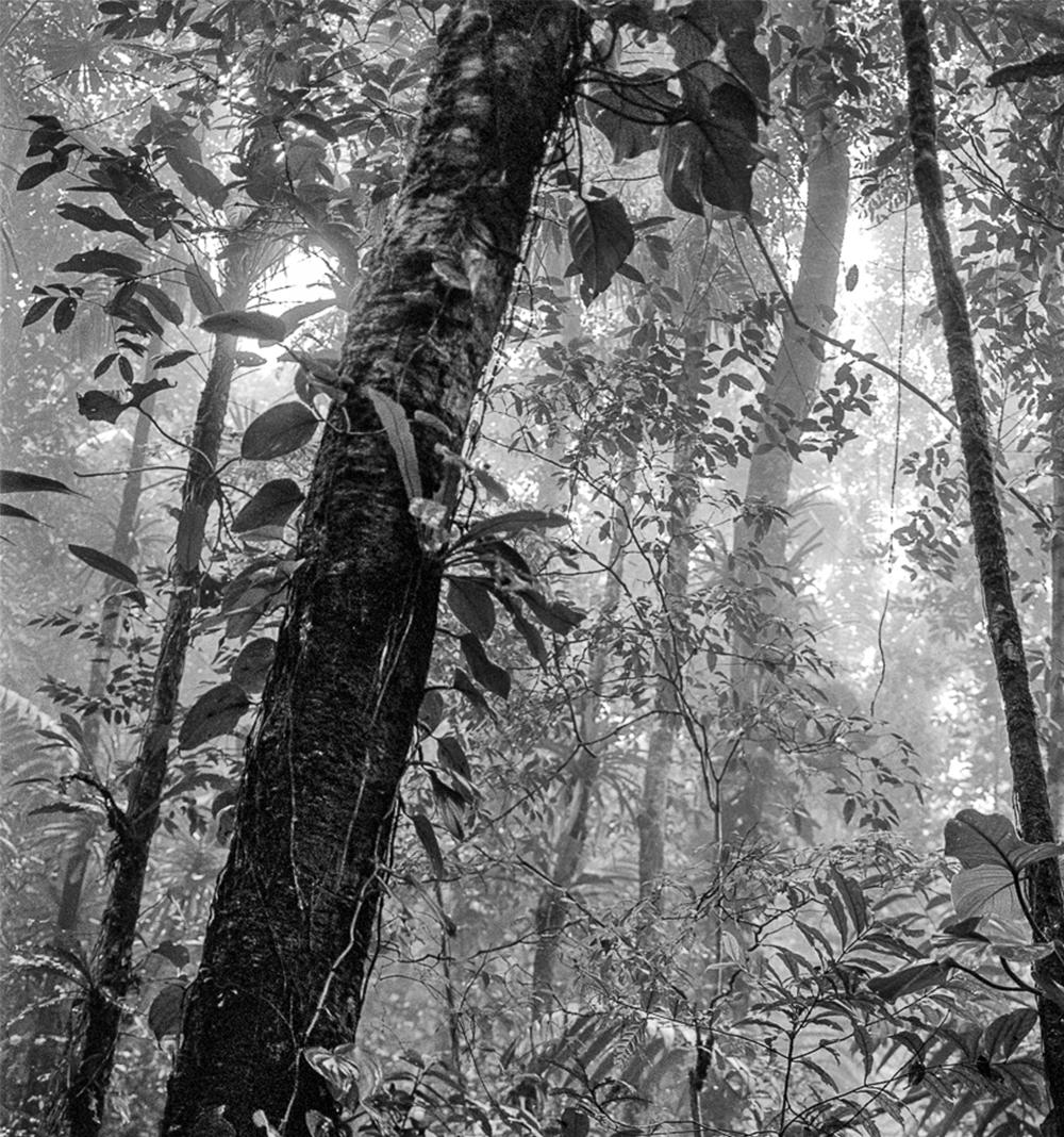 Bosque Tropical Húmedo II Nuquí, Silver Gelatin Print - Photograph by Miguel Winograd 