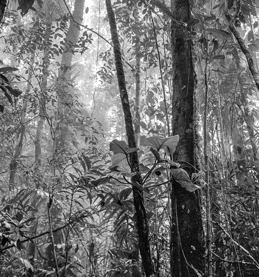 Bosque Tropical Hmedo II Nuqu, imprimé gélatino-argentique - Naturalisme Photograph par Miguel Winograd 