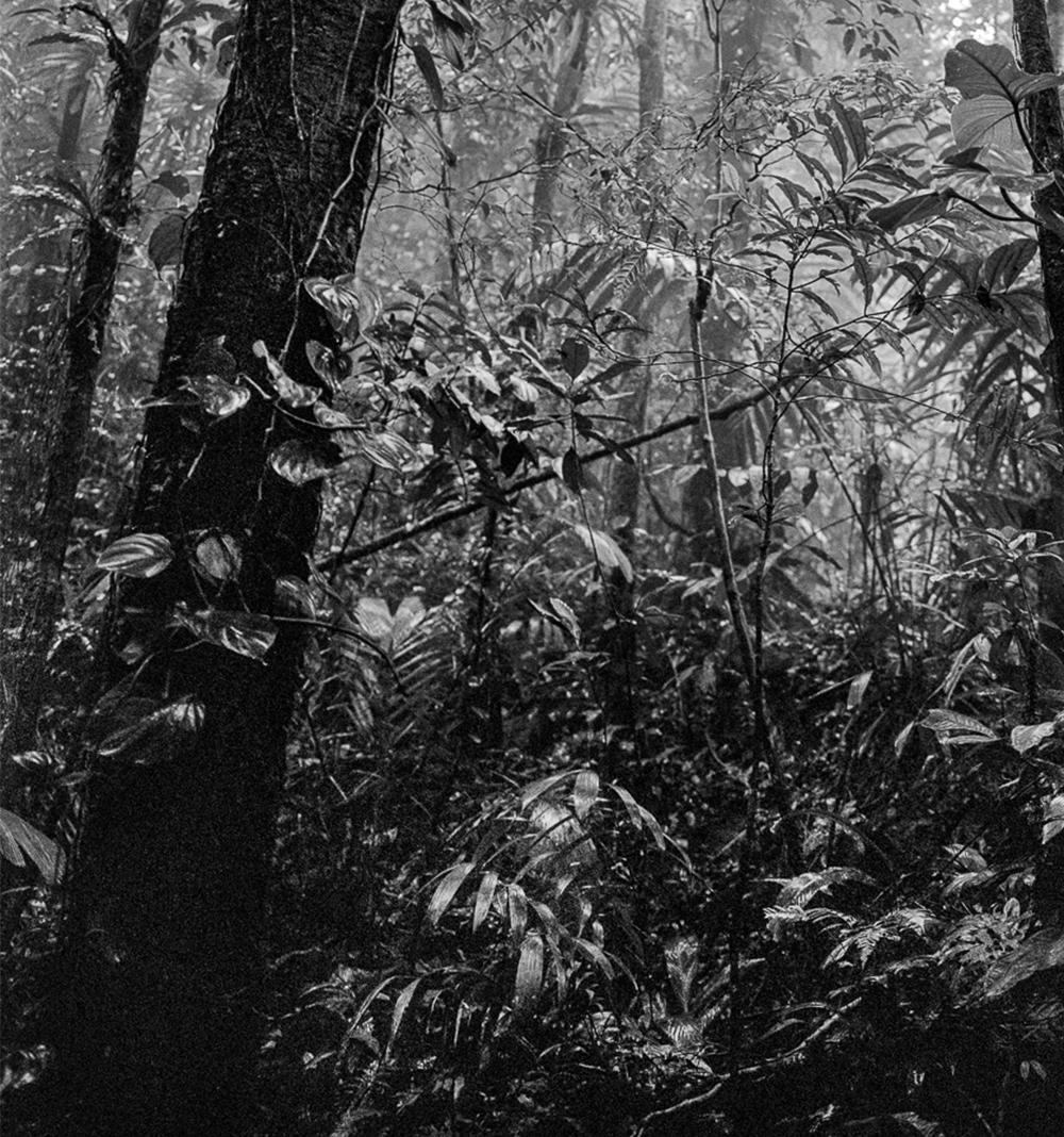 Bosque Tropical Húmedo II Nuquí, Silbergelatineabzug (Schwarz), Black and White Photograph, von Miguel Winograd 