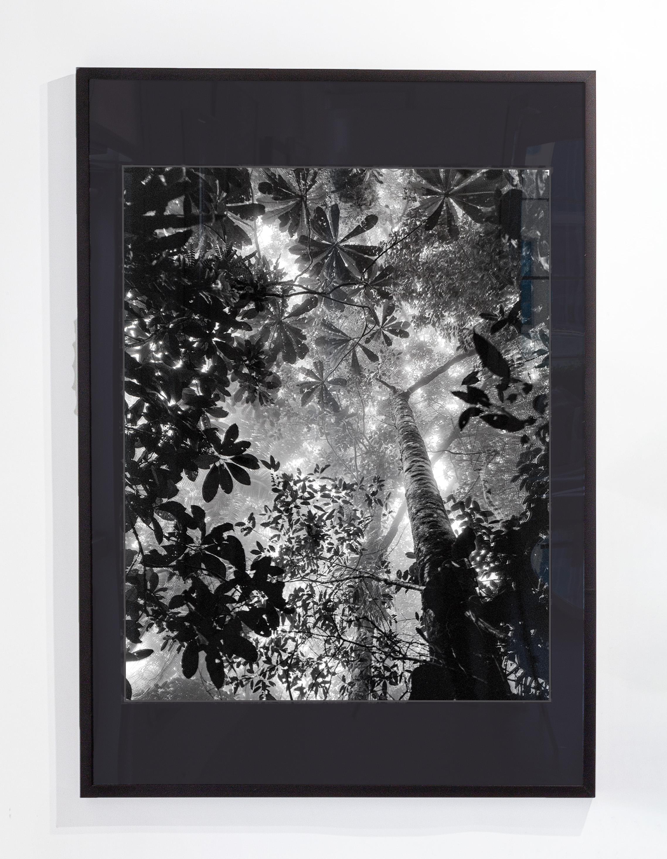 Black and White Photograph Miguel Winograd  - Bosque Tropical Húmedo Nuquí, encadré. Impressions pigmentaires