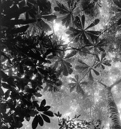 Bosque Tropical Húmedo Nuquí, Silver Gelatin Print