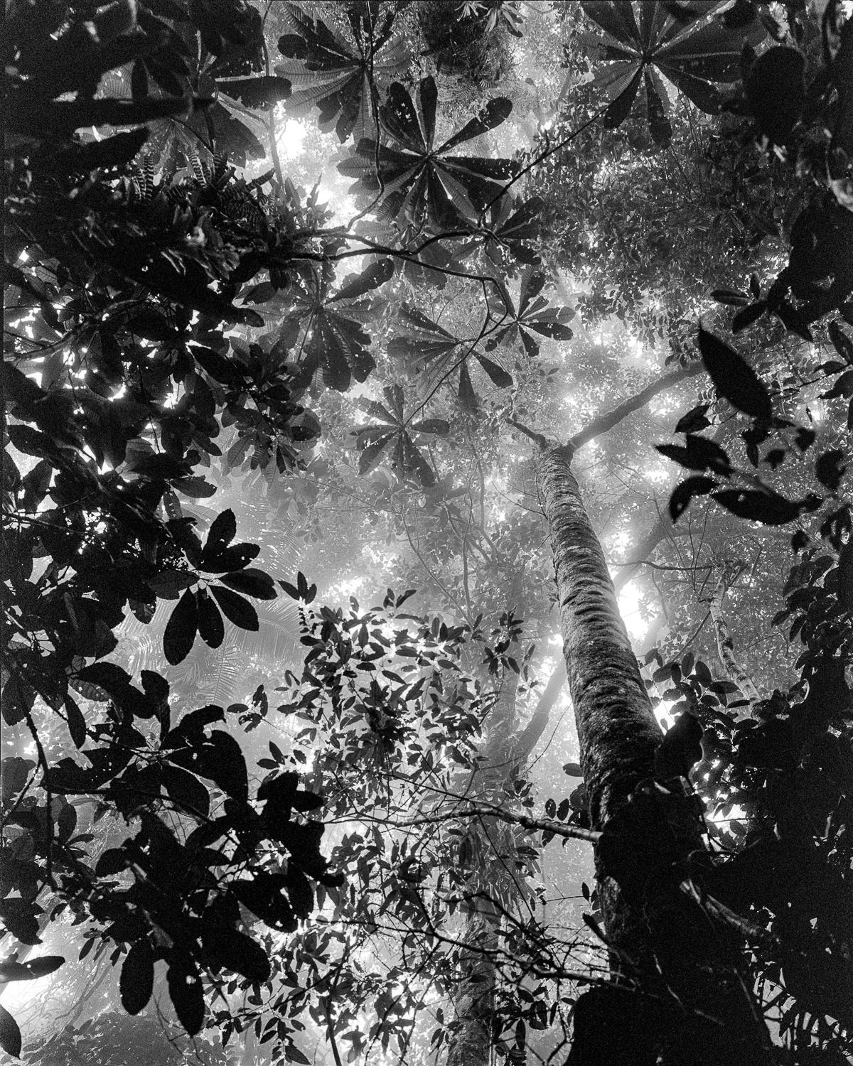 Bosques Humedos Tropicales e Selva Nocturna. Trittico in B&N e a colori - Photograph di Miguel Winograd 