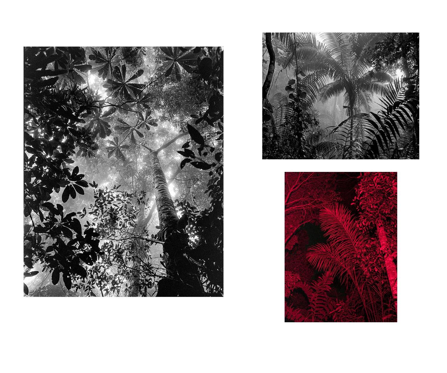 Bosques Humedos Tropicales e Selva Nocturna. Trittico in B&N e a colori
Set di 3 fotografie, 2021 - 2023
Dimensioni complessive della cornice: 68 pollici H. x 73,5 pollici W. x 2 pollici D.
Dimensioni complessive: 48,3