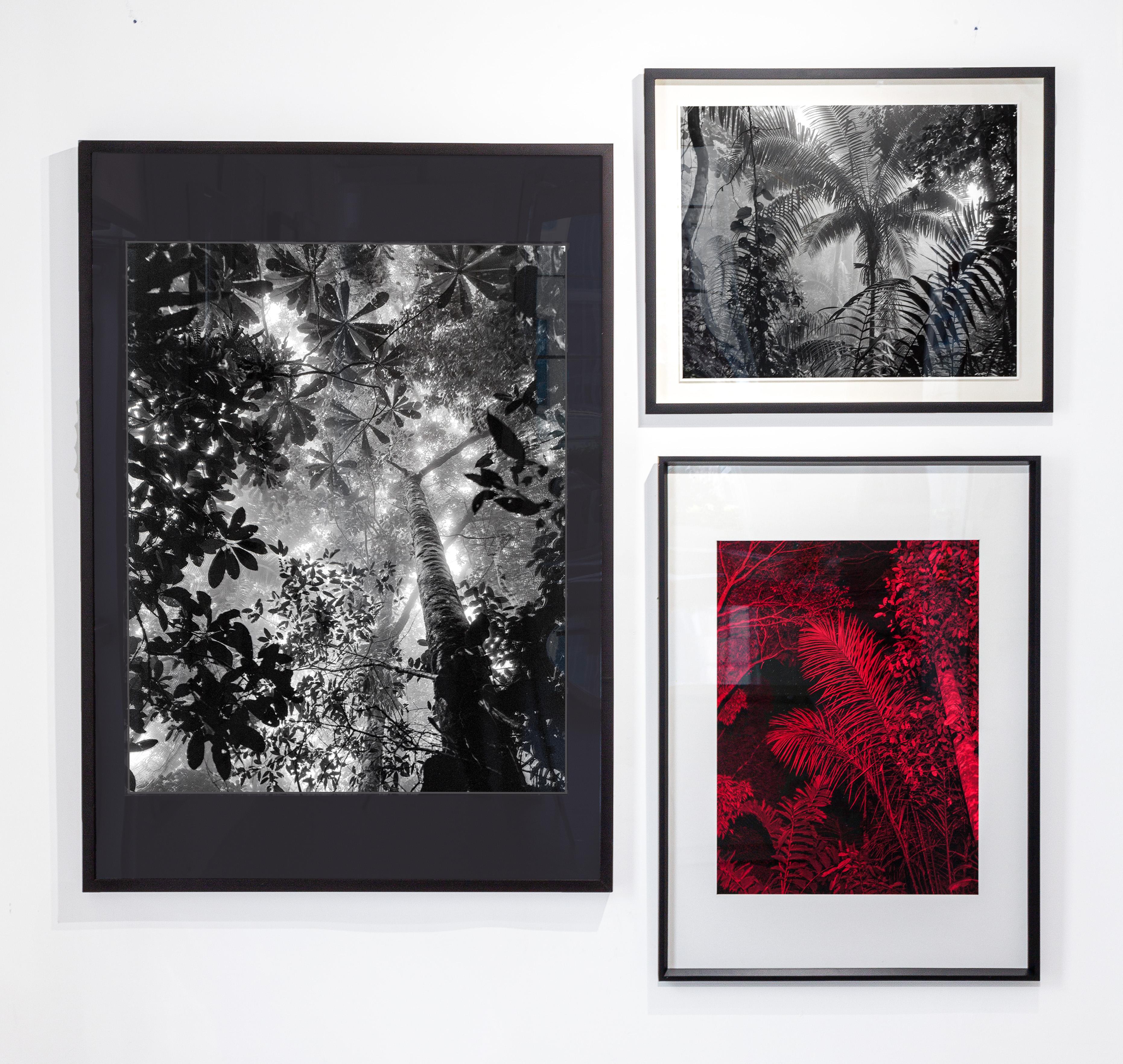 Still-Life Photograph di Miguel Winograd  - Bosques Humedos Tropicales e Selva Nocturna. Trittico in B&N e a colori