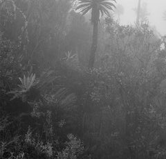El Palmar en la Niebla Chingaza, Stampa alla gelatina d'argento