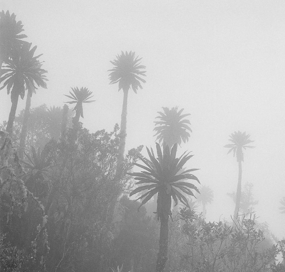 El Palmar en la Niebla Chingaza, Tirage gélatino-argentique - Naturalisme Photograph par Miguel Winograd 
