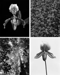 Flowers and Landscapes, Matas series. B&W Silver Gelatin Print photographs