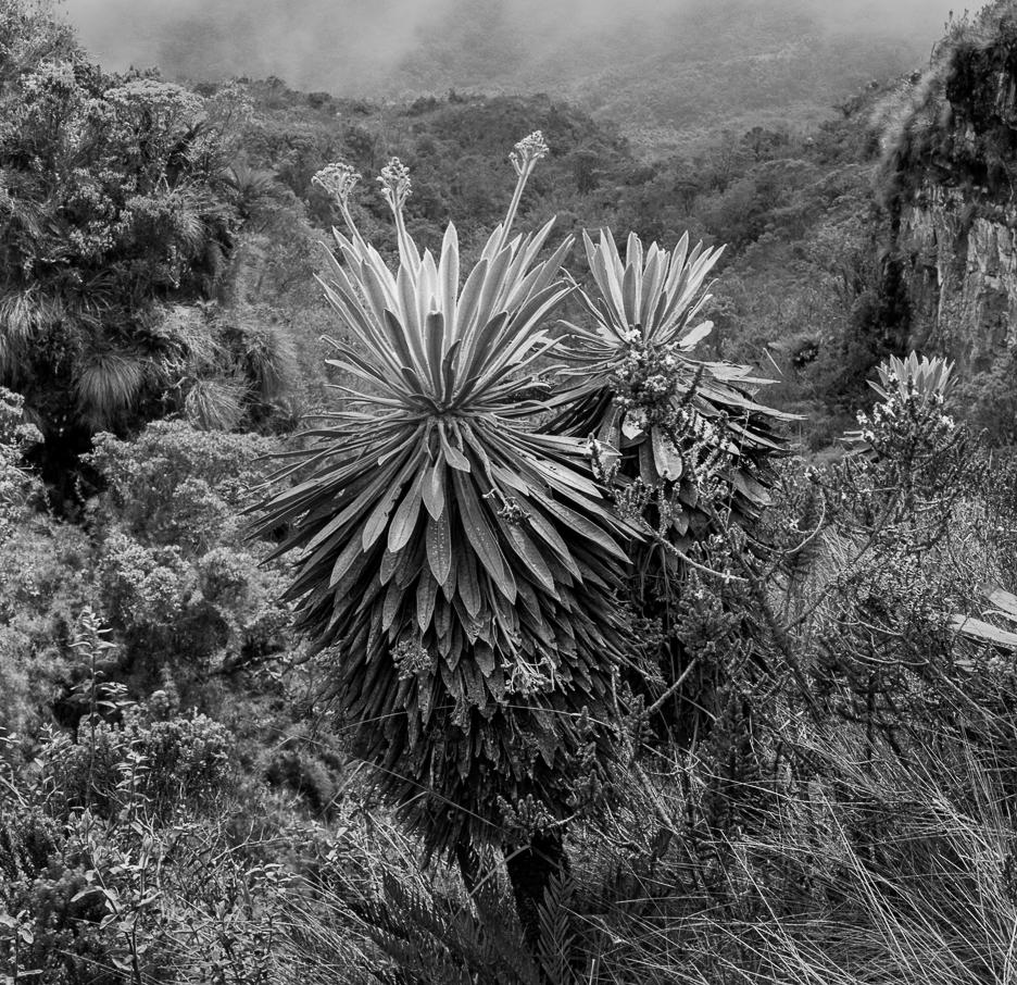 Frailejones el Verjón, impression à la gélatine argentée - Photograph de Miguel Winograd 