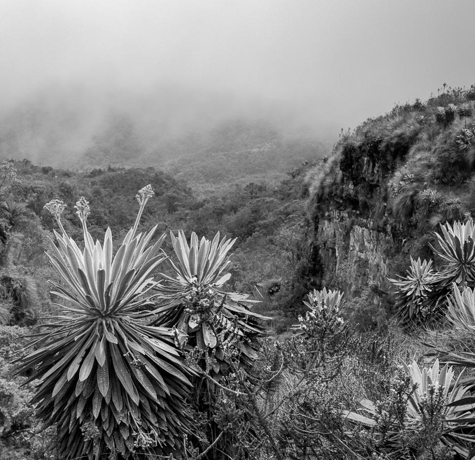 Frailejones el Verjón, 2018 by Miguel Winograd 
From the Series Bruma 
Selenium- Toned Gelatin Silver Prints
Sheet Size: 11 in H x 14 in W
Image Size: 10 in H x 12.5 in W 
Edition of 7 

Black and white Edition
Unframed 

All Prices are quoted as