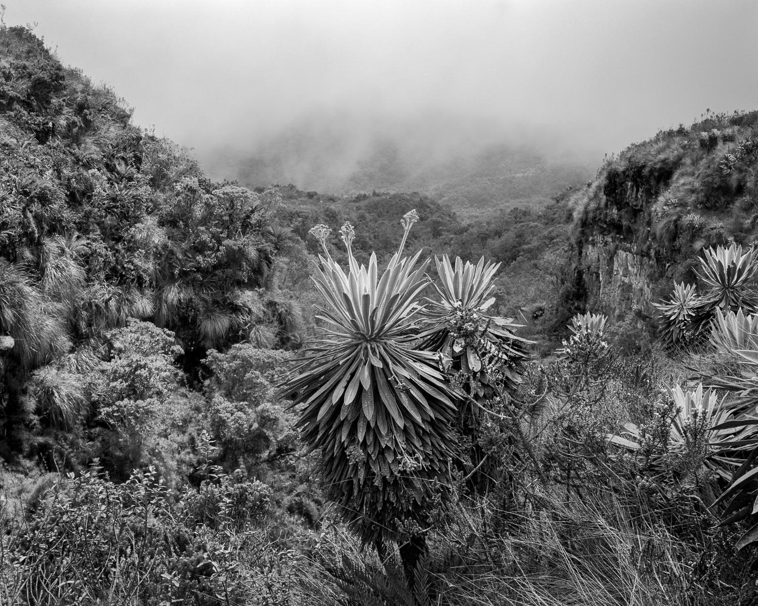 Miguel Winograd  Landscape Photograph - Frailejones el Verjón, Silver Gelatin Print
