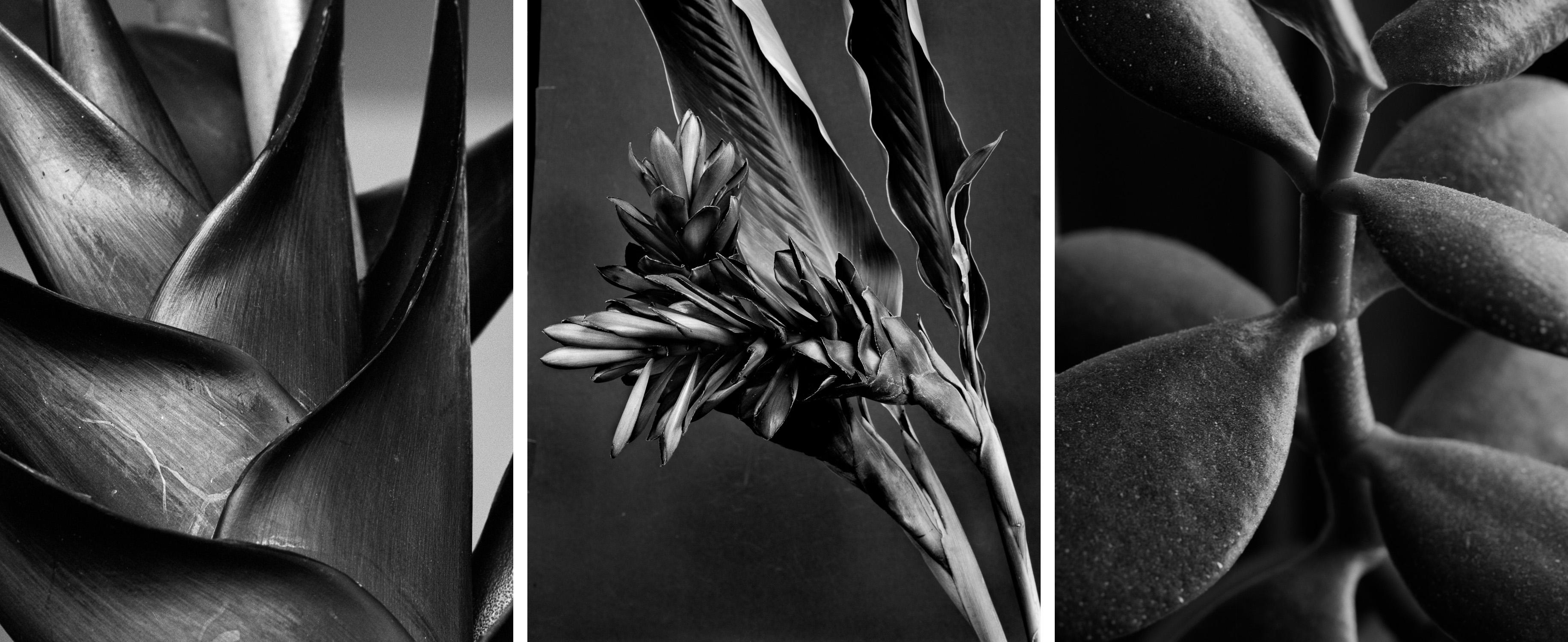 Heliconia bihai, Ginger Alpinia purpurata and Jade Crassula Ovata Triptych