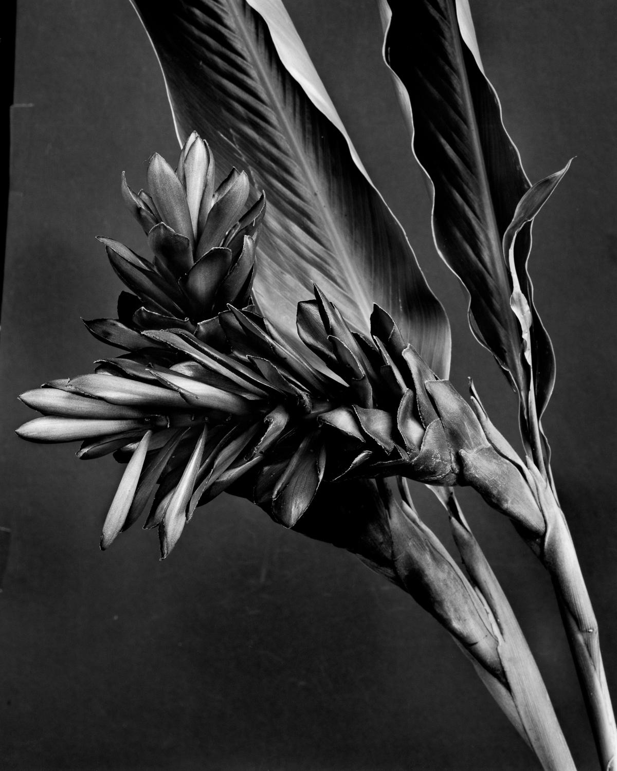 Heliconia bihai, Ginger Alpinia purpurata et Jade Crassula Ovata (Triptyque) - Noir Black and White Photograph par Miguel Winograd 