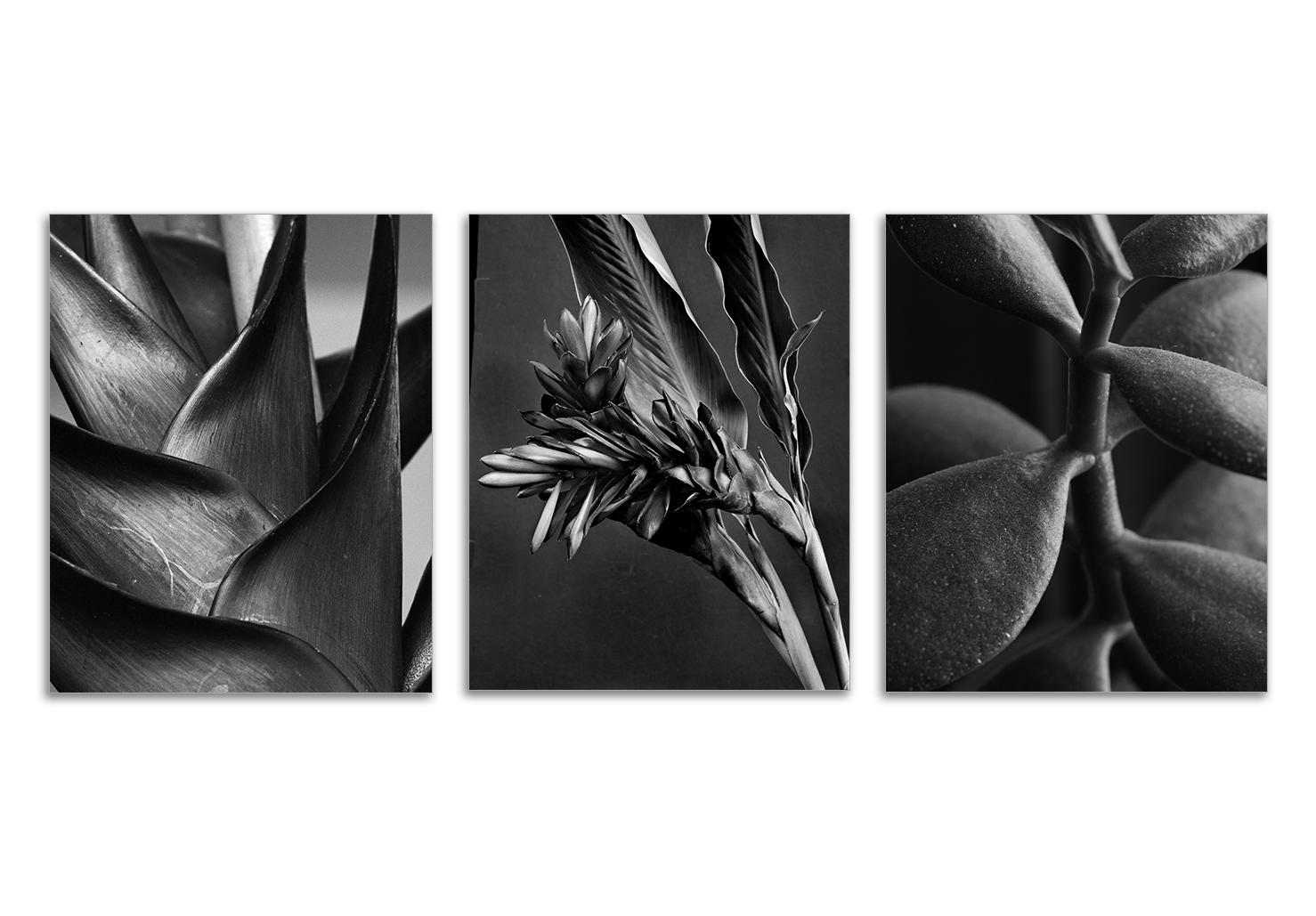 Miguel Winograd  Black and White Photograph - Heliconia bihai, Ginger Alpinia purpurata and Jade Crassula Ovata (Triptych)