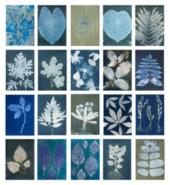 Herbarium of the Colombian Pacific. Portfolio