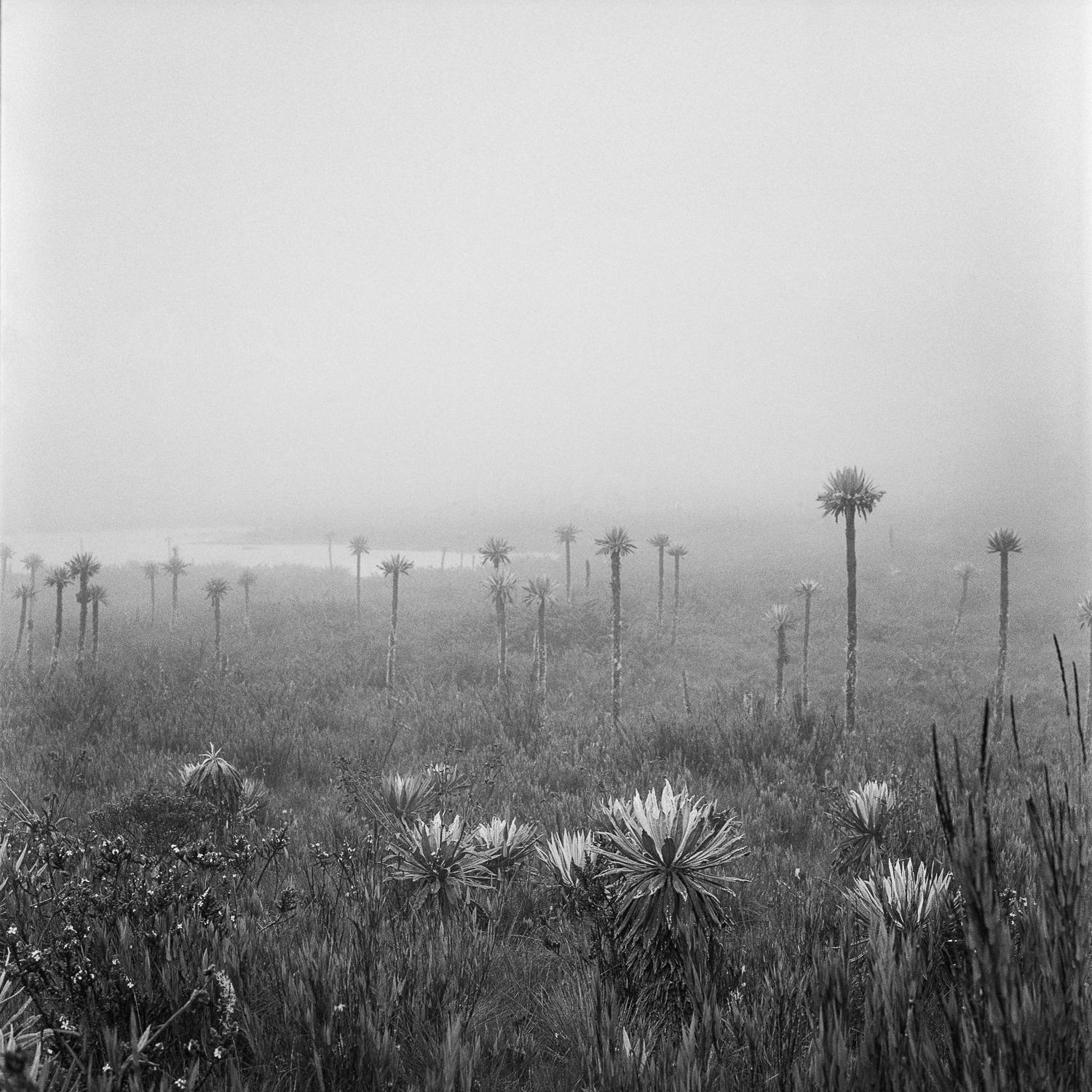 Laguna el Verjón and Lagunas de Buitrago Chingaza Diptych, Pigment Prints - Naturalistic Photograph by Miguel Winograd 