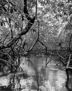 Manglar Nuquí, Bosque Tropical Húmedo Nuqui I & II Triptych. Pigment Prints
